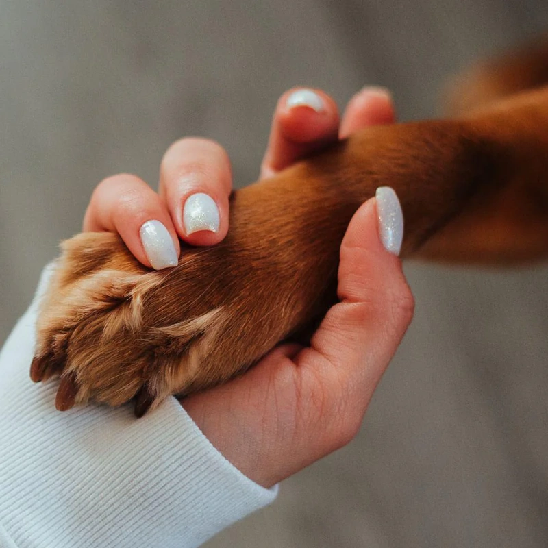 Pet Support